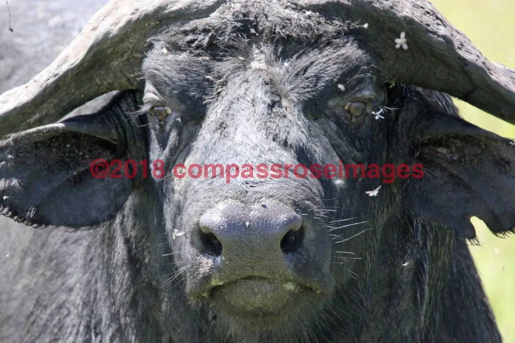 Buffalo, African 8