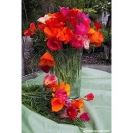 California Poppy Tropical Sunset by Renee's Garden