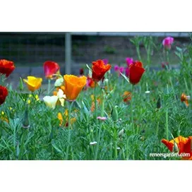 California Poppy Tropical Sunset by Renee's Garden