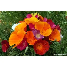 California Poppy Tropical Sunset by Renee's Garden