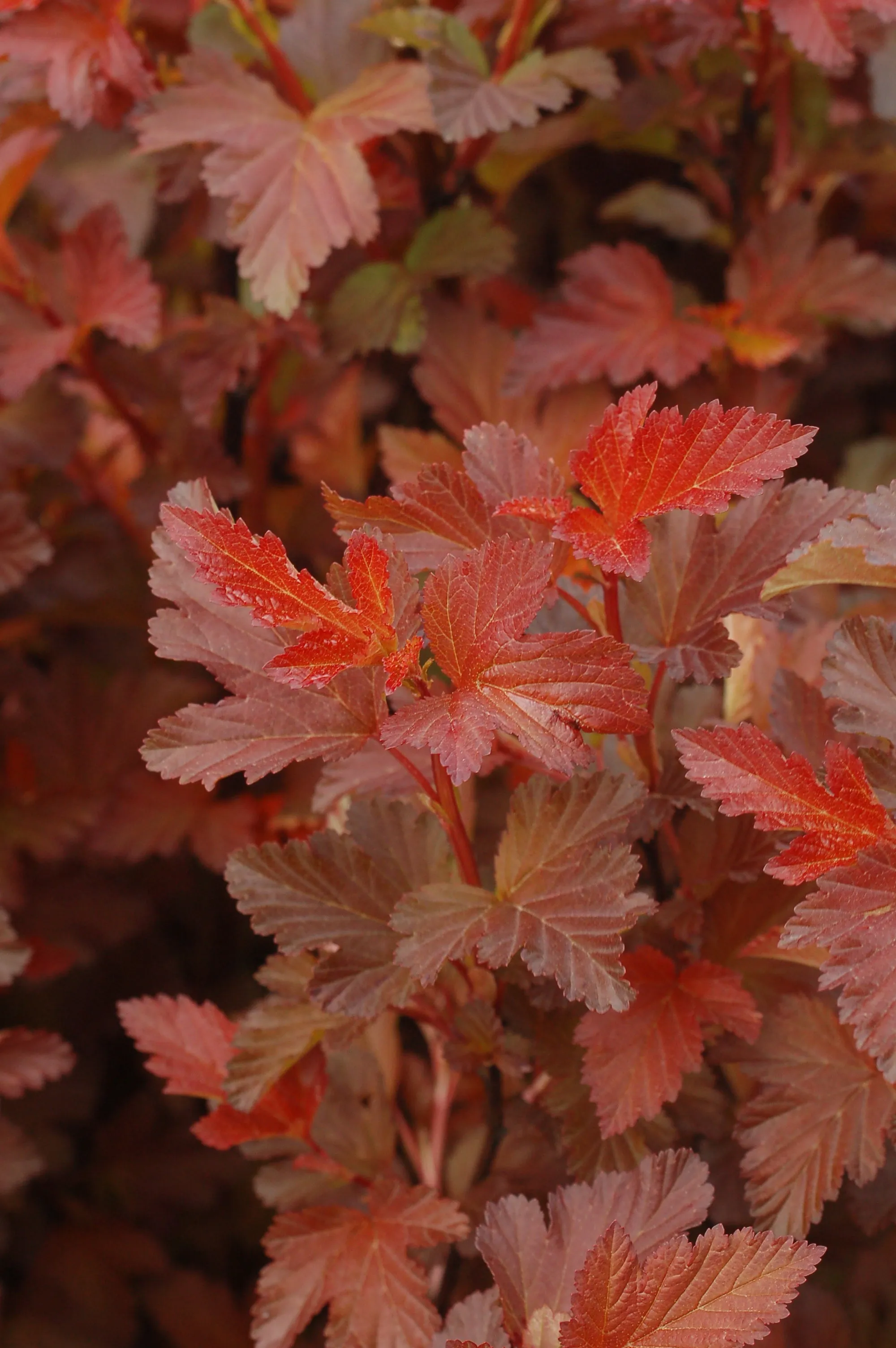 Center Glow Ninebark
