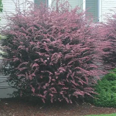 Rose Glow Barberry